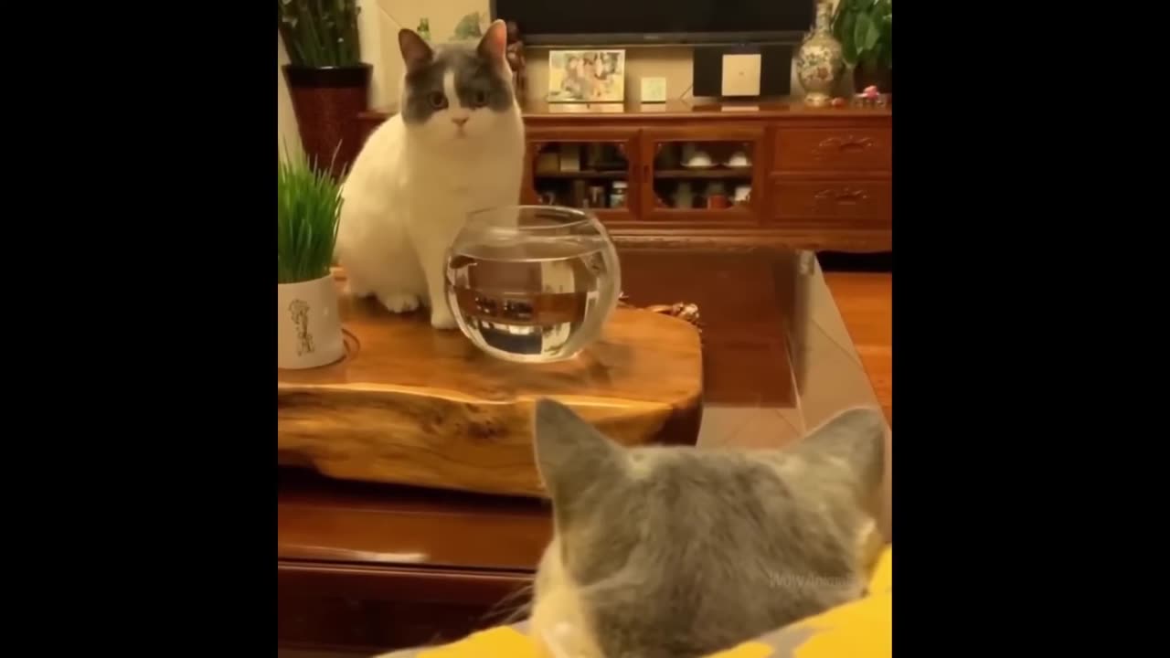 Funny cats scared of cucumbers cat vs cucumber compilation Gatos VS pepinos