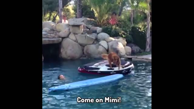 Swimmer dogs|viral 2022