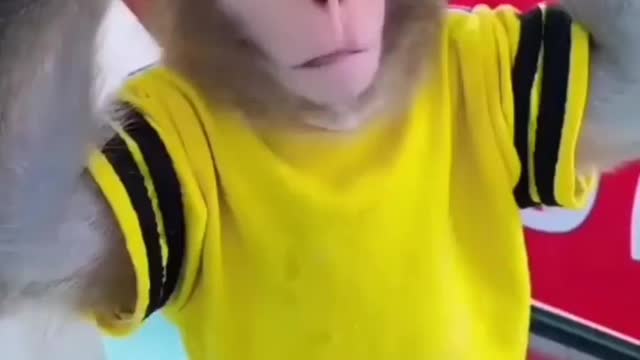 So cute monkey funny moments 🤣