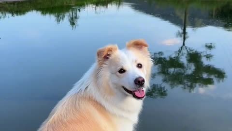 Dogs run in the fields