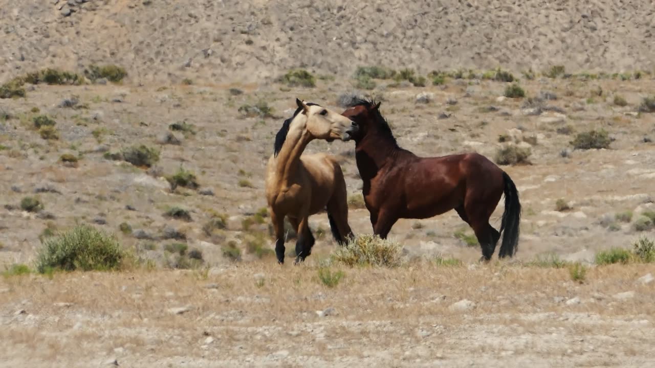 Wild Horses Roaming Free in the Desert