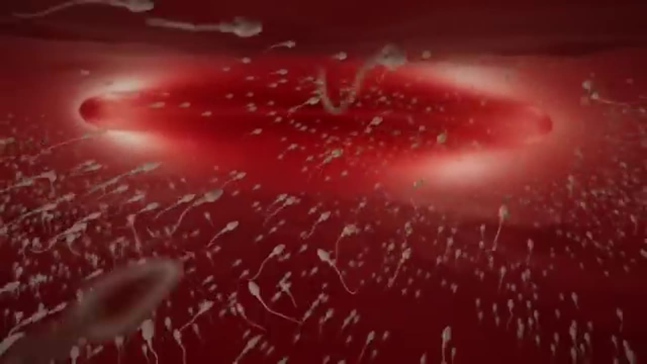 Conception