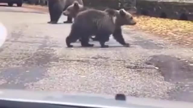 friendly bears