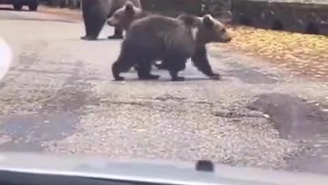 friendly bears