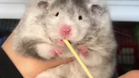 Syrian hamster