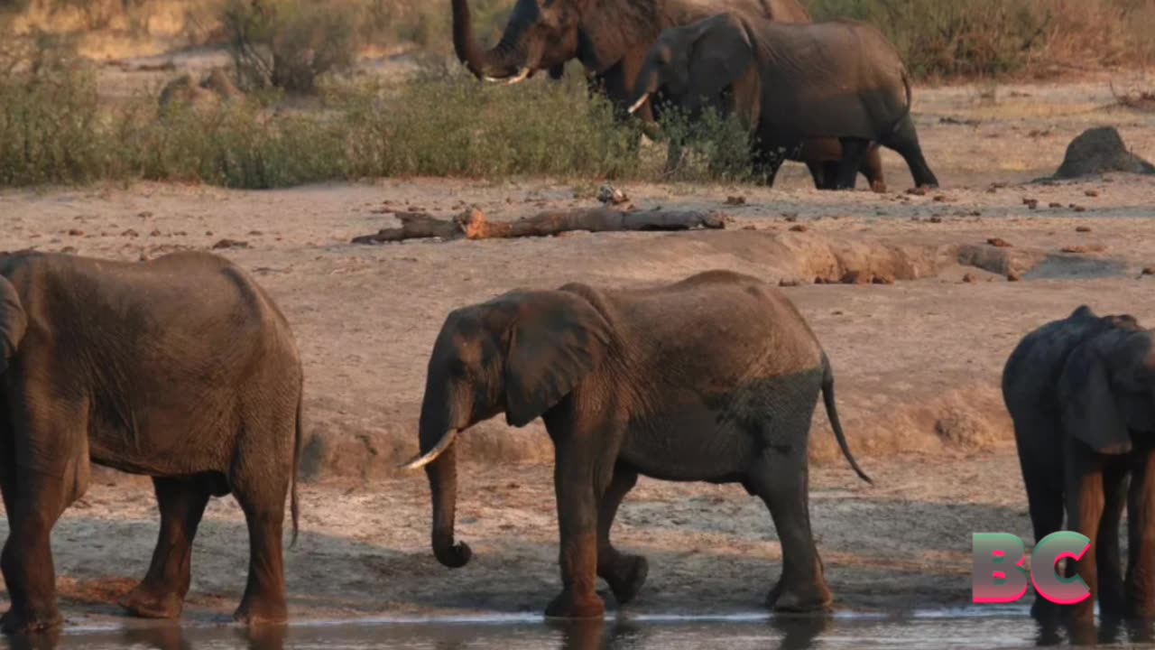 Drought-Stricken Countries Kill Elephants to Feed the Hungry