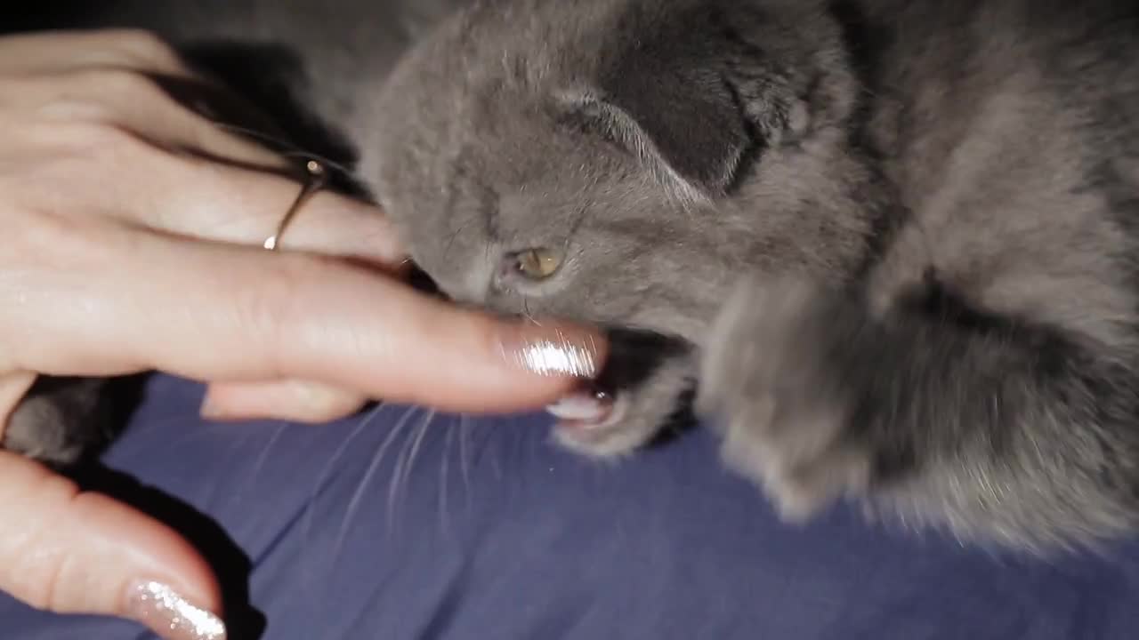 Close-up of girl's hand patting the sleepy kitten