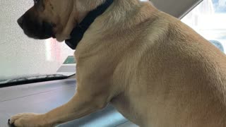 Puggle vs car wash