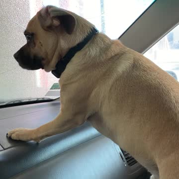 Puggle vs car wash