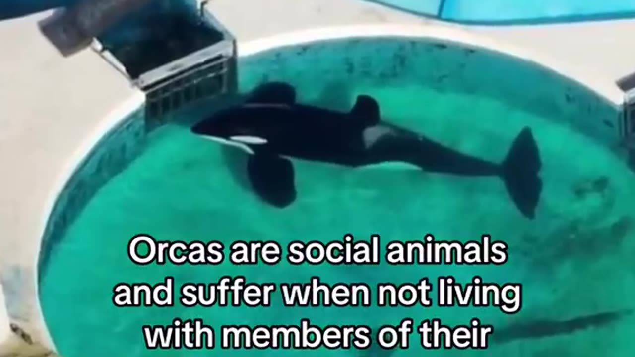 Activists are calling on Mundo Marino aquarium in Argentina to release a 35-year-old orca....