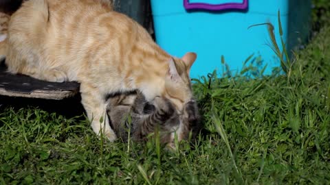 Adorable Kitten And Mother Cat