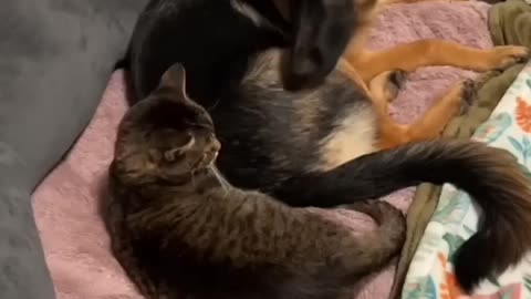 Cats and Dogs Story 7
