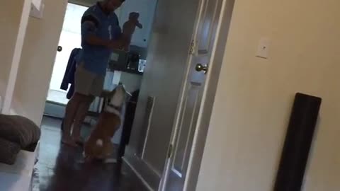 Brown and white dog tries to fetch toy down hallway and jumps into wall