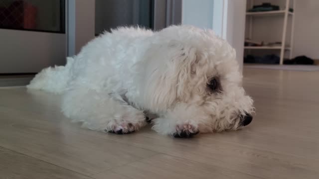 A dog lying down and watching
