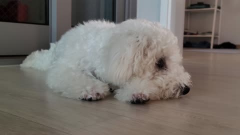 A dog lying down and watching