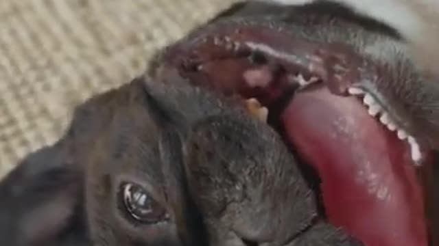 Celo Pets - Animais Engraçados