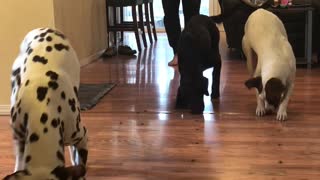 Dalmatian wins cookie race, eats competing dog's cookies as well