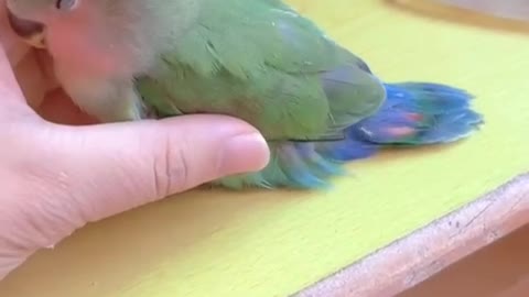 parrot in hand