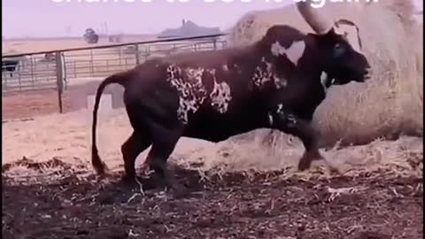 Super Bull