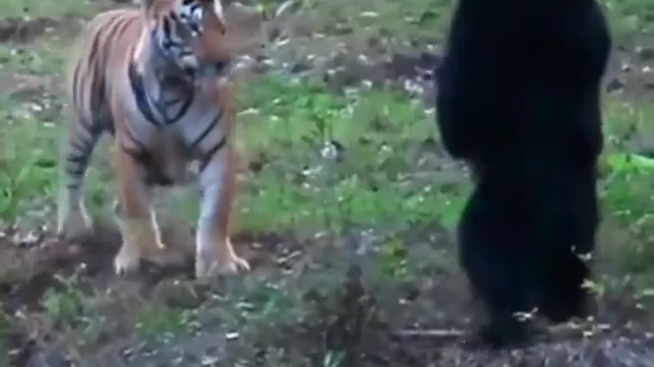 Sloth bear vs tiger 😱