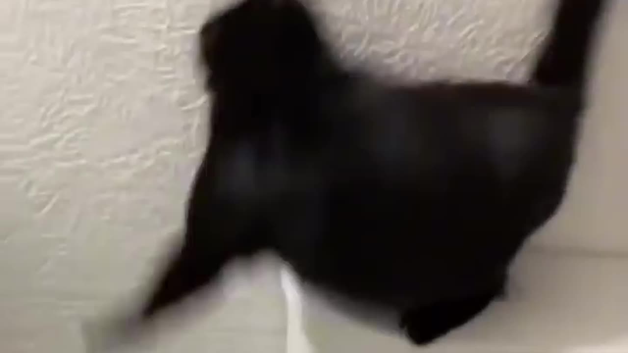 Compilation funny cats video!!! 🐱🐱🐱