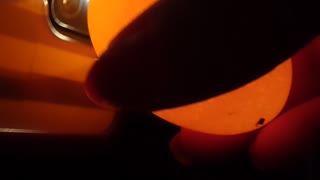 Candling Eggs