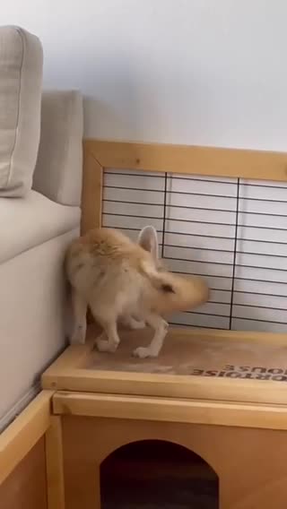 Little fox wants berries 🦊