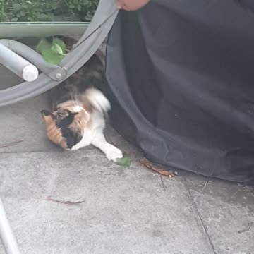 My hyperactive Ginger cat playing with tree branch