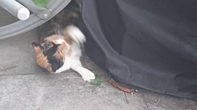 My hyperactive Ginger cat playing with tree branch