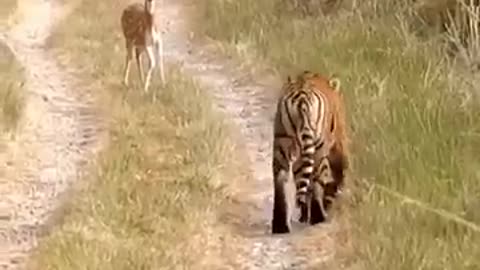 Tiger Attack Fawn(Deer Cubs)