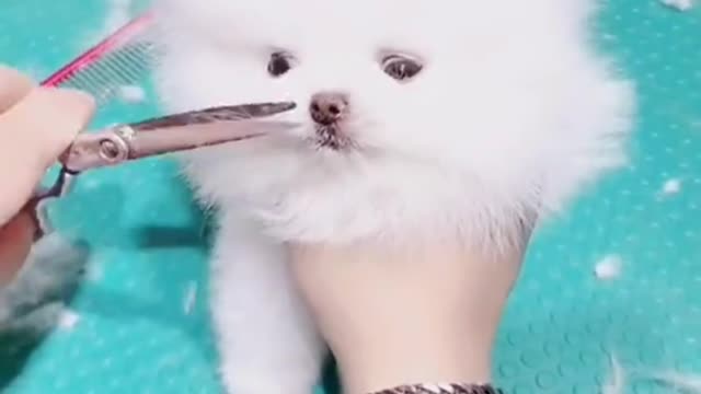 Cute Dog and Beautiful girl♥