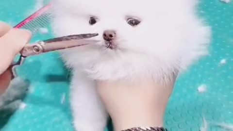 Cute Dog and Beautiful girl♥