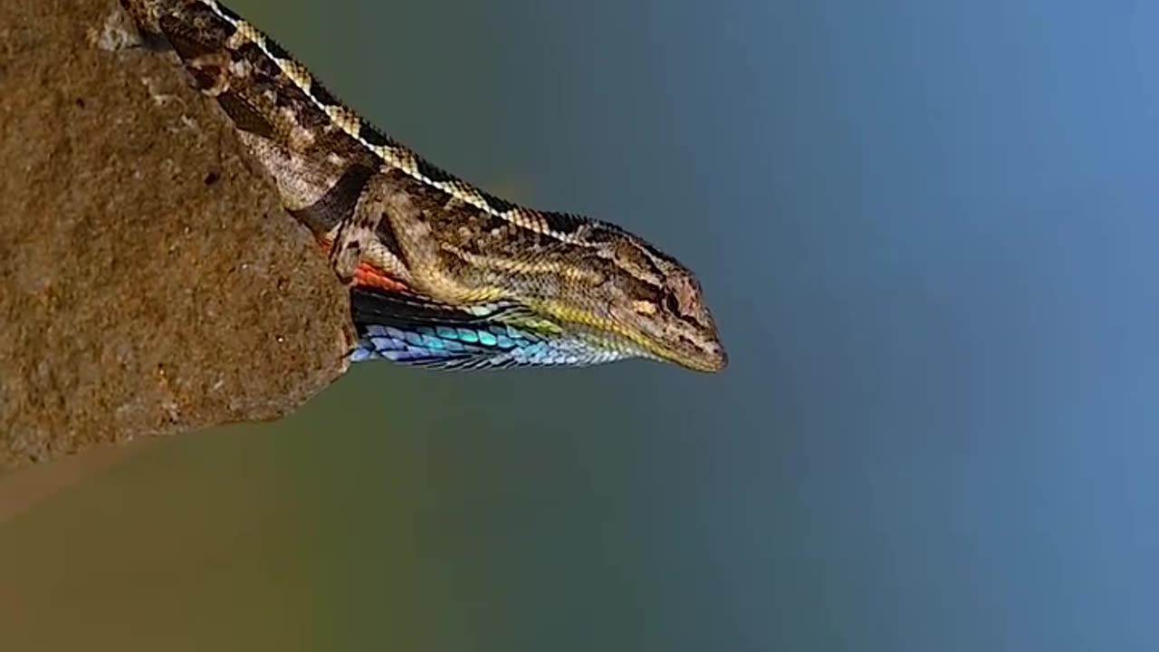 Wildlife & Funs