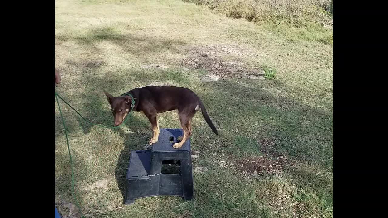 Zip and Zap Learning to Park