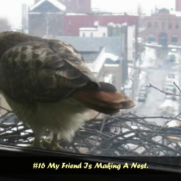 Feathered Friends Who Like To Visit High Rise Buildings