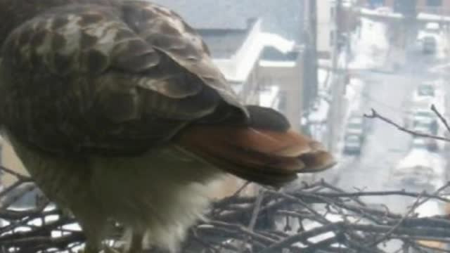 Feathered Friends Who Like To Visit High Rise Buildings