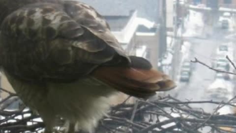 Feathered Friends Who Like To Visit High Rise Buildings