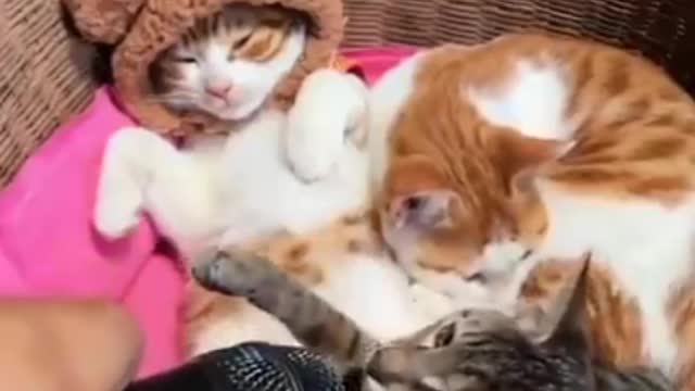 Funny & Cute Cats Compilation (TikTok) #shorts 😻