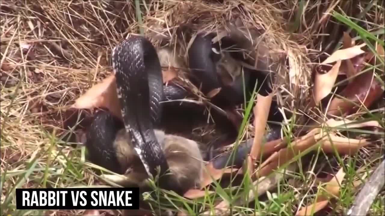 Top 10 Craziest Animal Fights Caught On Tape 2021