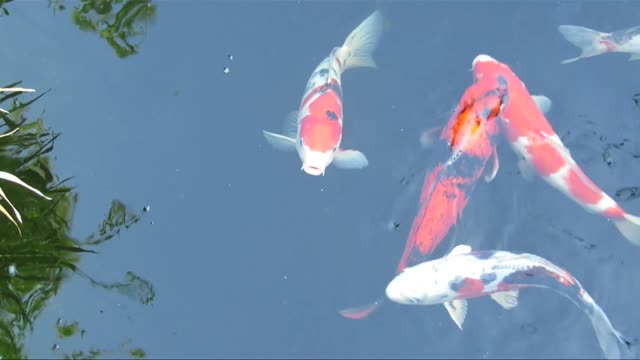 Colourful Aquarium Fish