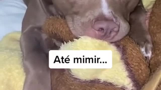 this video of this dog is funny almost sleeping