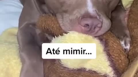 this video of this dog is funny almost sleeping