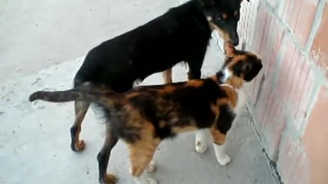 Cat are really disturbing to dogs