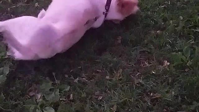 White dog on black leash rolls around in grass