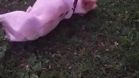 White dog on black leash rolls around in grass