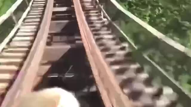 puppy riding a rollercoaster 2