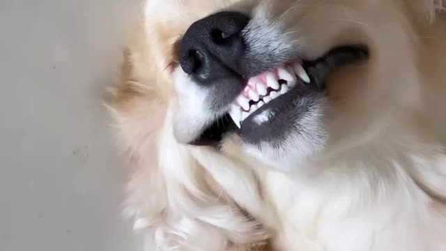 🤣Funny Dog Videos 2020🤣 🐶 It's time to LAUGH with Dog's life