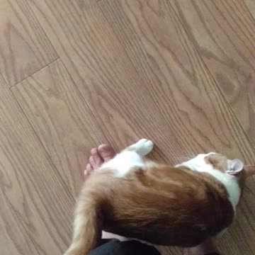 Silly Squeeker and feet