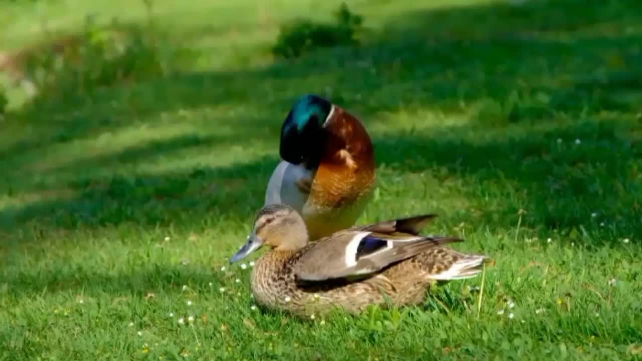 Peace Full And Beautiyful Sound With Meditation Video | Birds And Beautiyful Animals |