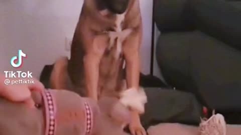 Dog pranked by owner pretending to give him a poisonous food. #funnydogs #rumble